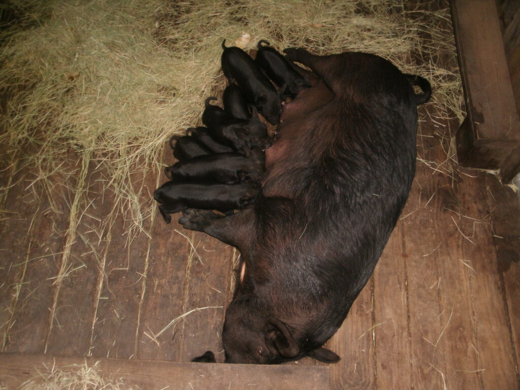 Momma Pig and piglets