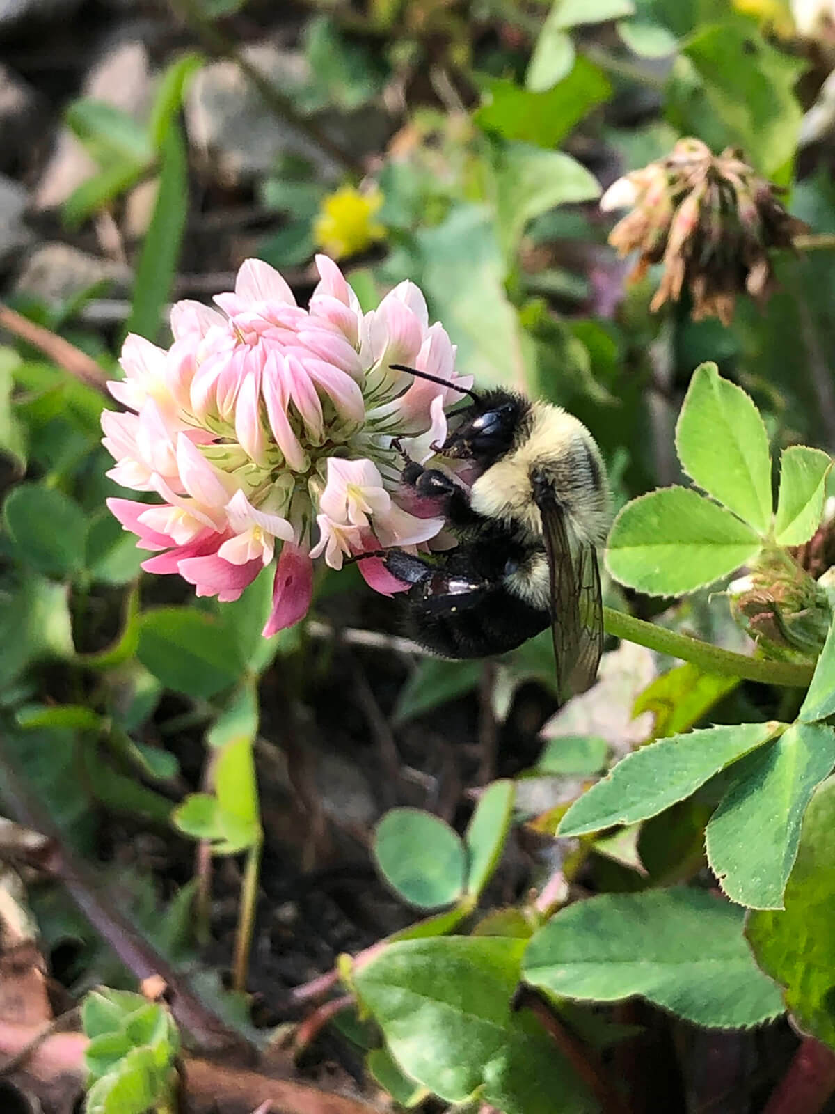 Bee in flower