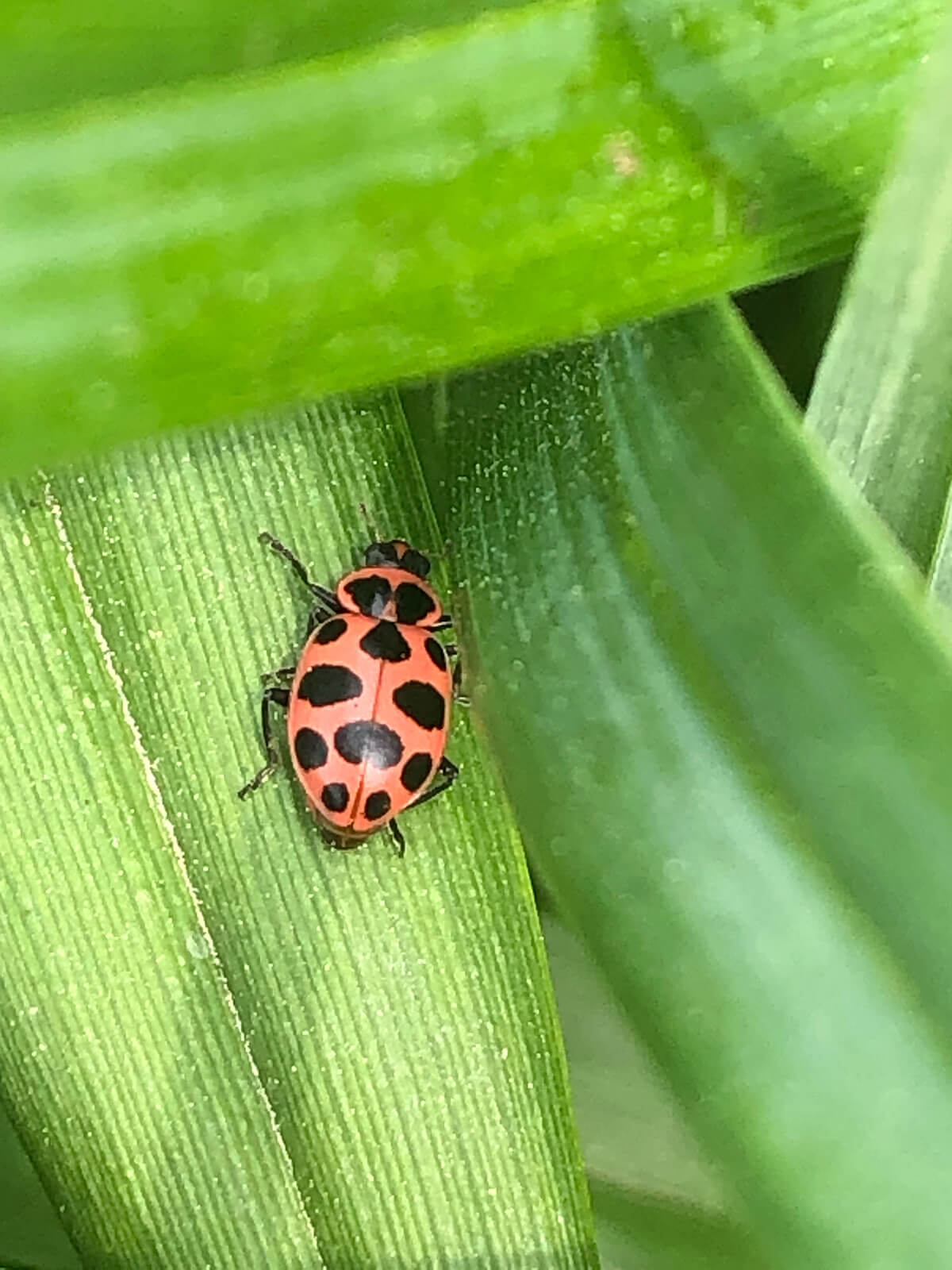 ladybug