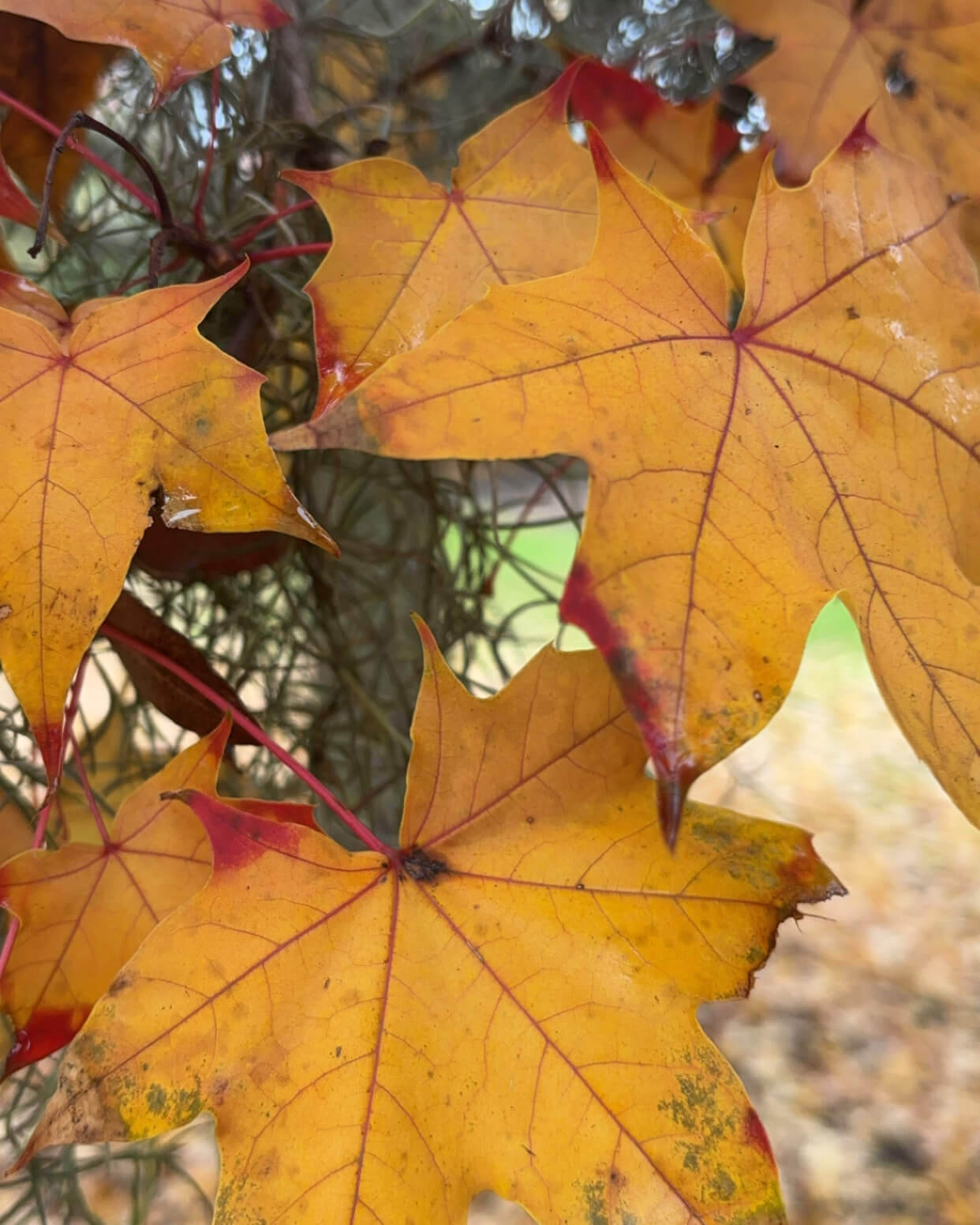 Brown Leaves - Biology Camp 2026