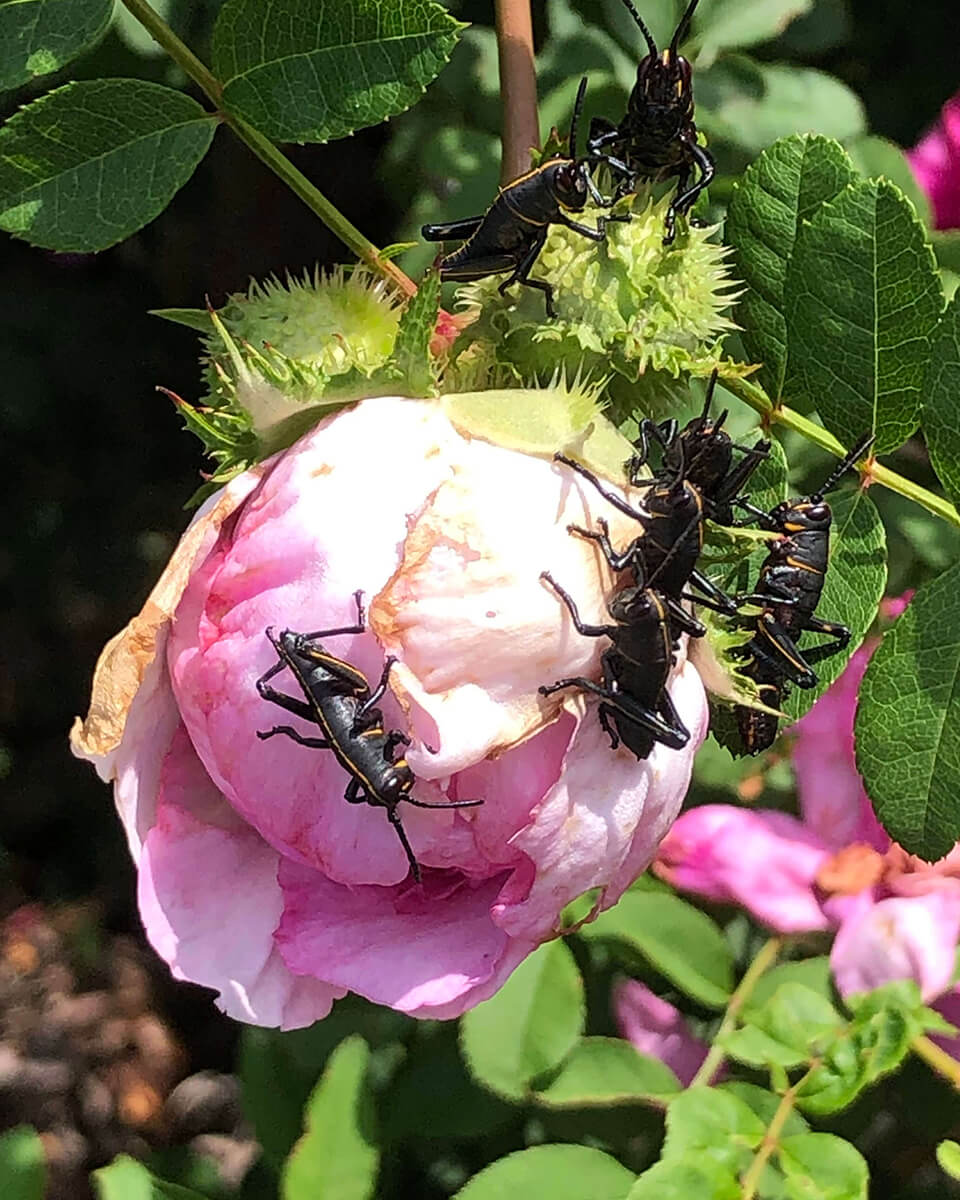Grasshoppers in Flower - Biology Camp 2026
