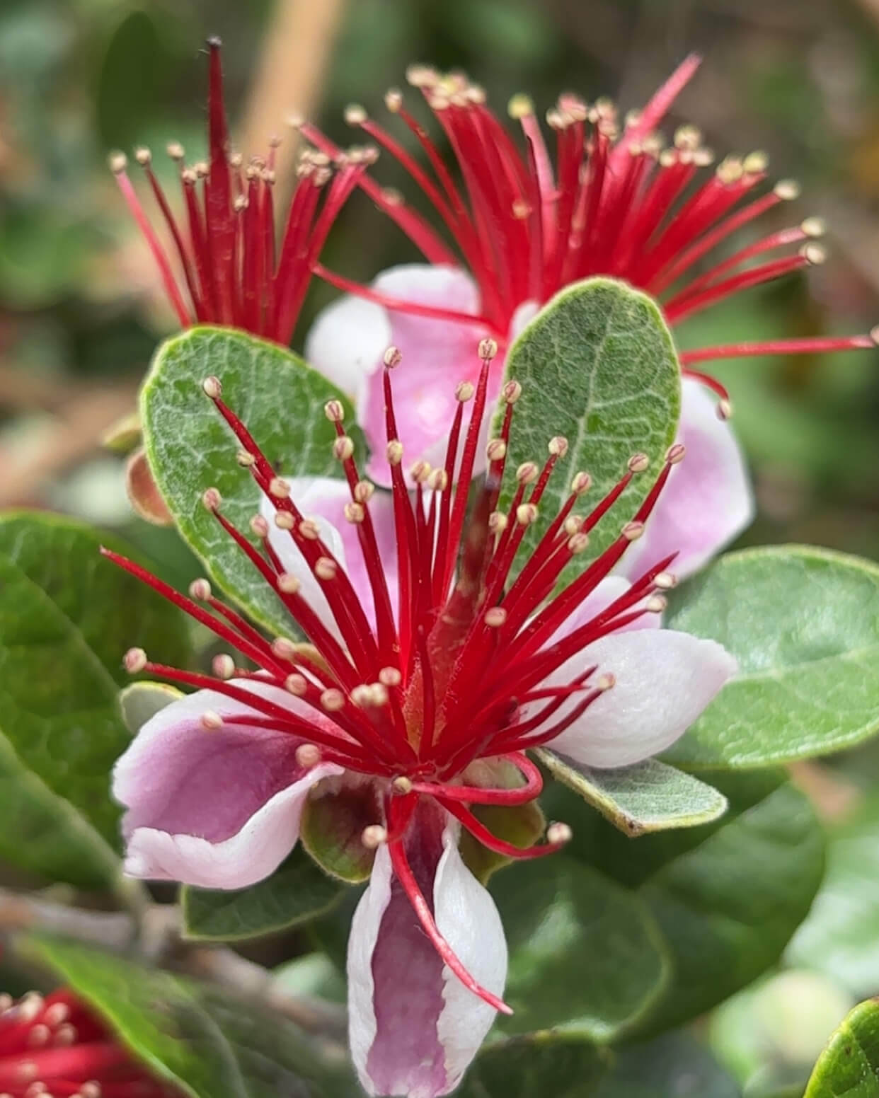 Pink Flowers - Biology Camp 2026