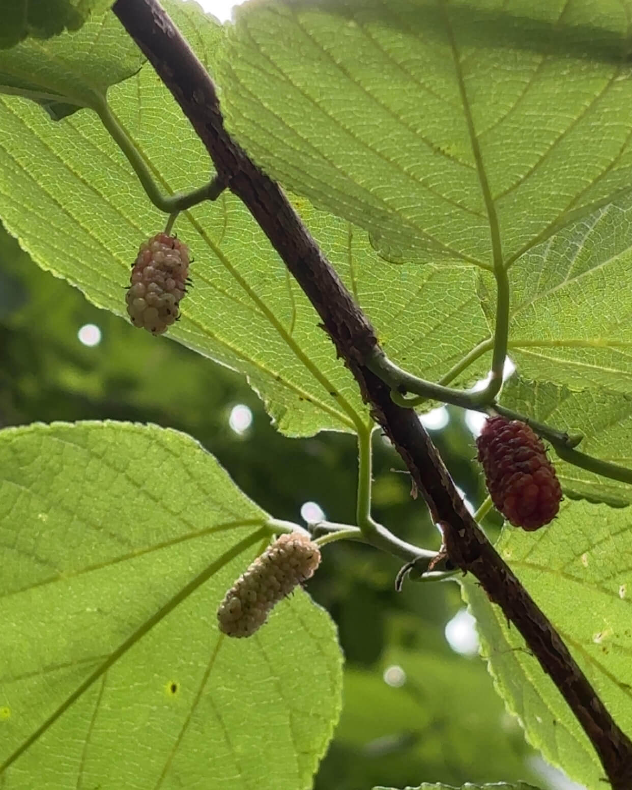Raspberries - Biology Camp 2026