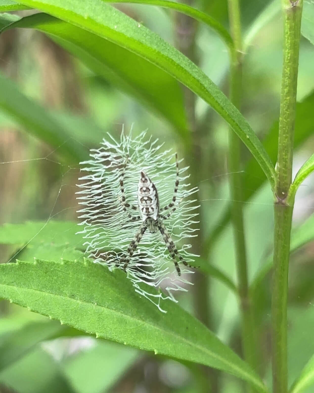 Spider in Plant - Biology Camp 2026