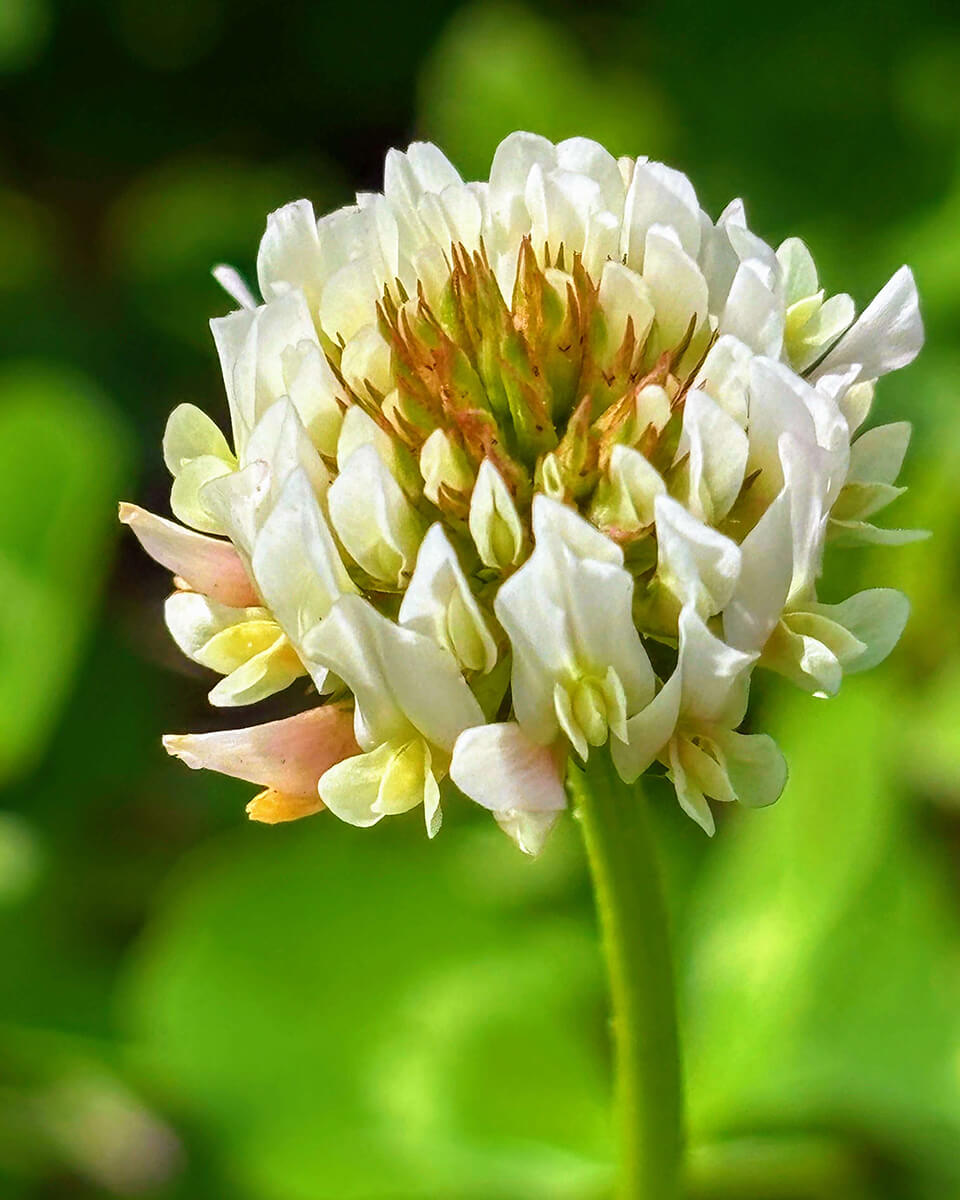 White Flower - Biology Camp 2026