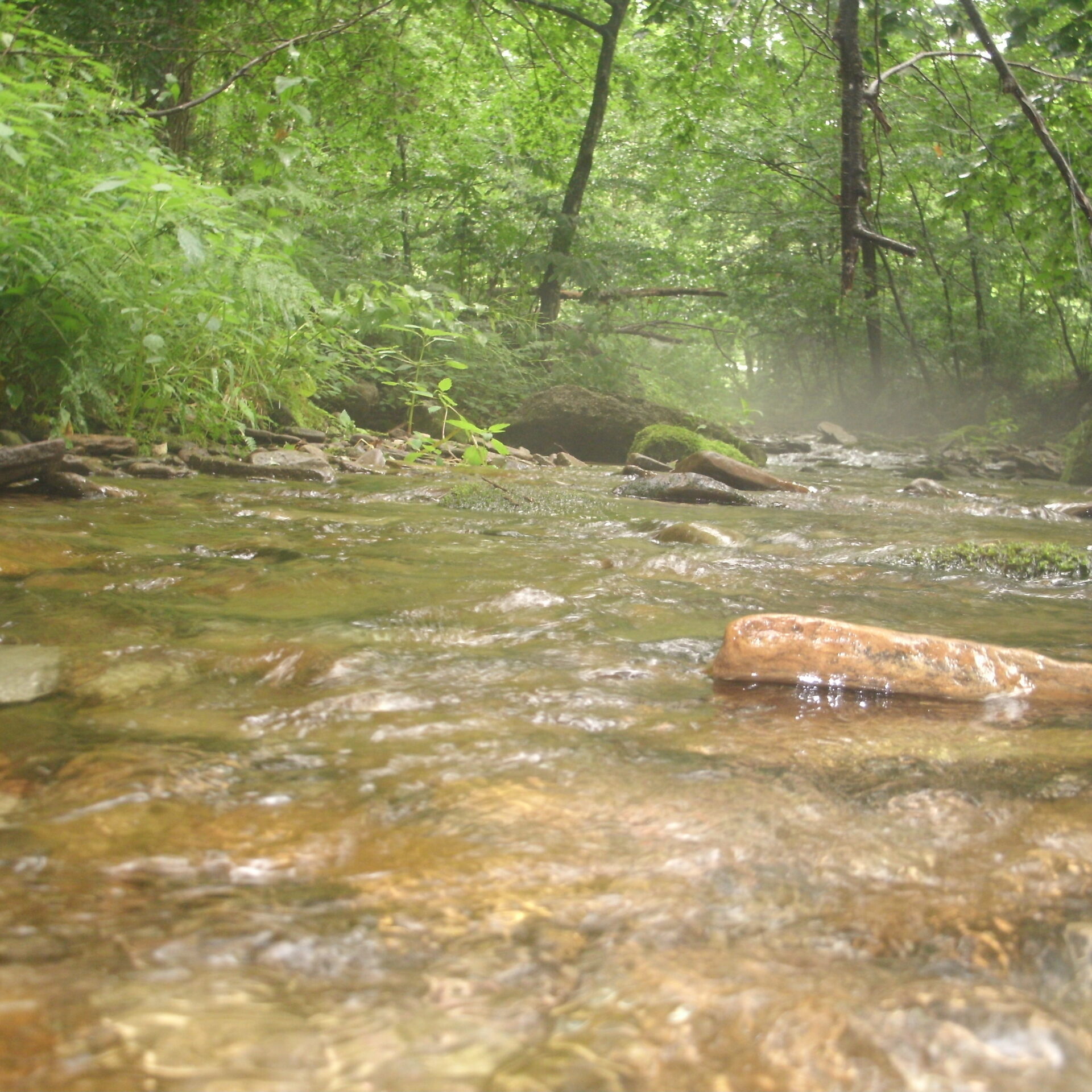 The Creek at Lyman Run State Park